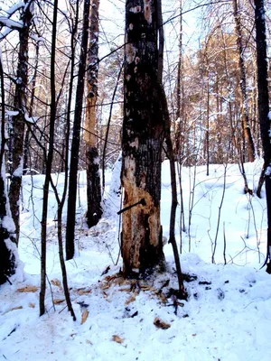 Зимние Осиновые Деревья Со Свежим Снегом — стоковые фотографии и другие  картинки Колорадо - Колорадо, Осина, Вейл - iStock