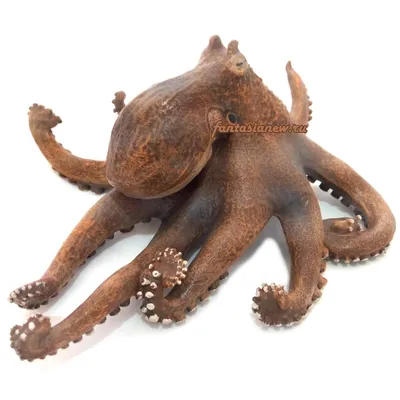 10 необычных осьминогов | Пикабу