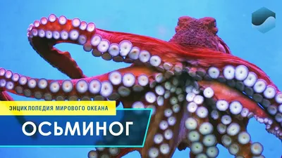 Осьминоги молодые сухая заморозка (1 кг.) купить в Москве -1%-20% Скидка