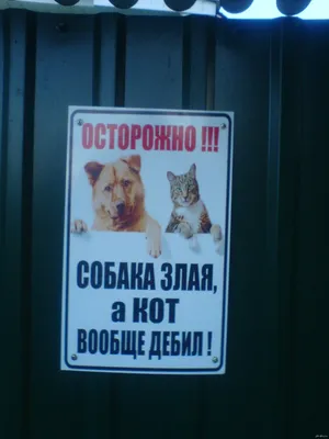 Злая собака и кот дебил))) | Пикабу