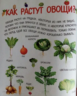 Рыжий КОТ Звуковой плакат. Овощи, фрукты, ягоды, грибы - «Отличное пособие  для изучения» | отзывы