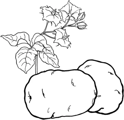 Картинки веселые фрукты и овощи (51 фото) » рисунки для срисовки на  Газ-квас.ком