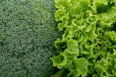 Овощи зеленого цвета картинки фотографии