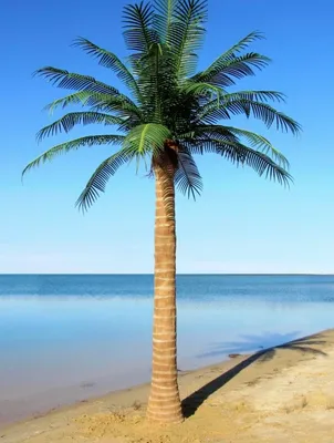 Виды пальм