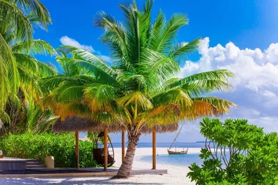 Пальма райская искусственная H150 см (арт. 8EEG11709) - купить за 37 814 ₽  в интернет-магазине Гарден Гров