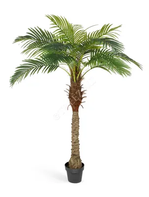 NoonPost (Египет): пальма — эффективное оружие против экологических проблем  в арабском мире (NoonPost, Египет) | 07.10.2022, ИноСМИ