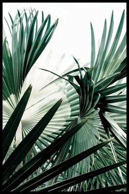 Египетские пальмы в Сочи! | Туризм и мы 💖 | Дзен