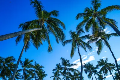 Морозостойкие пальмы выращивают в Актау: 11 ноября 2021, 15:17 - новости на  Tengrinews.kz