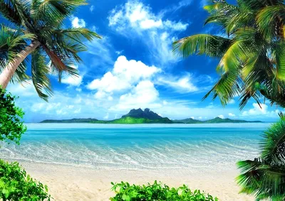 Фотообои Красивые пальмы на пляже на стену. Купить фотообои Красивые пальмы  на пляже в интернет-магазине WallArt