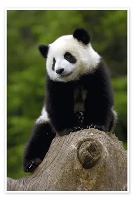 Adopt a Panda | Symbolic Adoptions from WWF