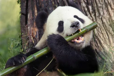 The National Zoo is throwing a sendoff party for its pandas - Axios  Washington D.C.
