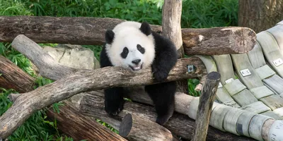 Panda Diplomacy: Exit of DC's beloved bears may signal China pullback
