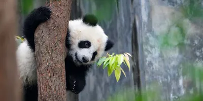 Red Panda | Our Animals | Fort Wayne Children's Zoo