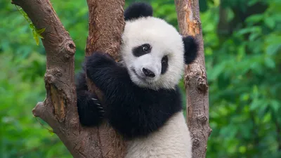 South Korean zoo welcomes giant panda twins | Reuters