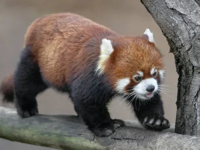 Where do pandas live? Habitat, facts and info on giant and red pandas