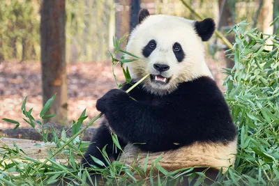 China brings 'panda diplomacy' to Qatar with World Cup gift