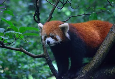 Red panda cub, 1st born at San Diego Zoo in nearly 20 years, gets a name |  KTLA