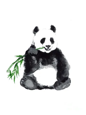 Гигантская панда Арт Чиби Рисование, панда, животные, чиби, спортивное  снаряжение png | PNGWing