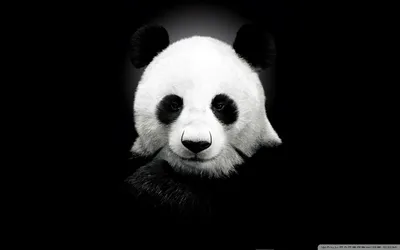 Панда милые картинки - 74 фото