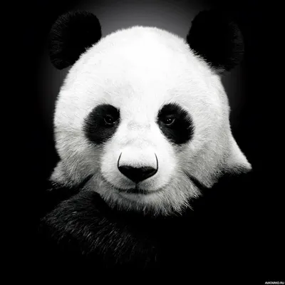 Панда прикольный рисунок - 77 фото