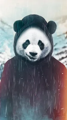 Смешные и прикольные панды (55 фото)