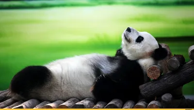 Панда с тортом: открытки с днём рождения - instapik | Рождение панды,  Смешные поздравительные открытки, С днем рождения
