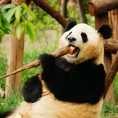 Мультяшная панда - 69 фото