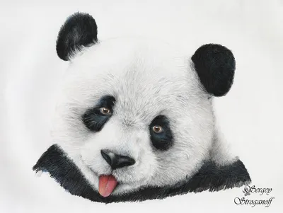 Картинки панды для срисовки - 83 фото