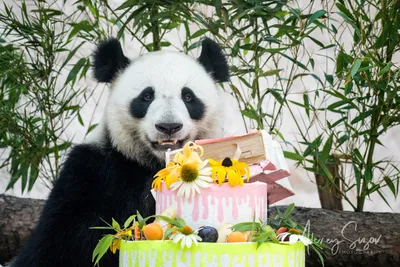 Открытка «С Днём Рождения», панда, 12 × 18 см