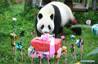 Прикольная открытка с днем рождения мальчику панда