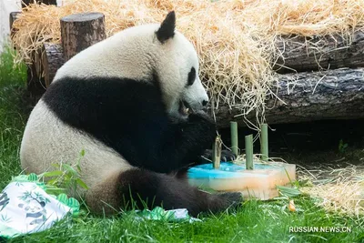 С днем рождения панда