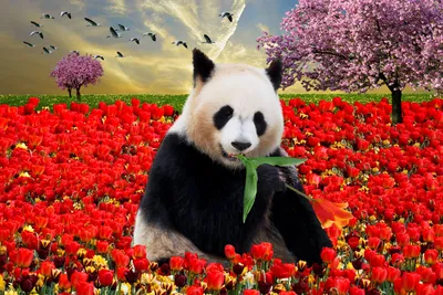 Panda С Цветами — стоковая векторная графика и другие изображения на тему  2015 - 2015, Векторная графика, Веселье - iStock
