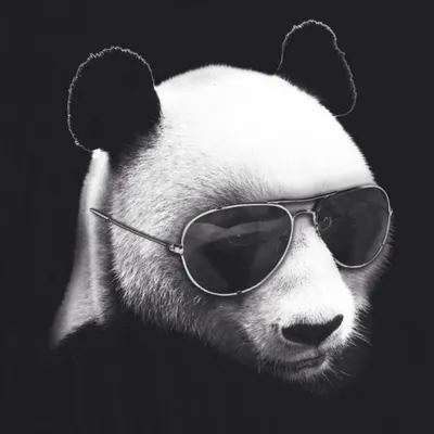Cute panda with sunglasses. Милая панда в солнцезащитных очках. …  #reginast777 #reginaart #panda #cutepanda #fashionanimals #cuteanimals… |  Instagram