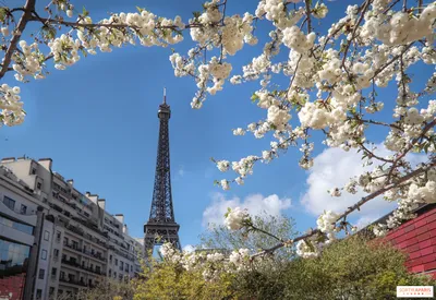Картина по номерам \"Весна в Париже\"
