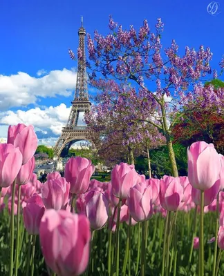 Эйфелева башня Париж весной Стоковое Изображение - изображение  насчитывающей башня, промахов: 27121935