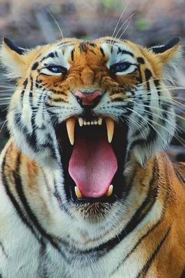 Пасть тигра картинки фотографии