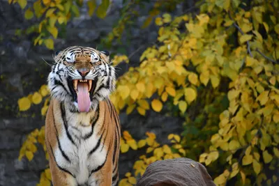 Значок Пасть тигра в мозаике купить в интернет магазине | Цена 95 руб |