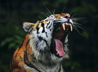 Скачать обои тигр, клыки, пасть, tiger, fangs разрешение 1280x1024 #16358