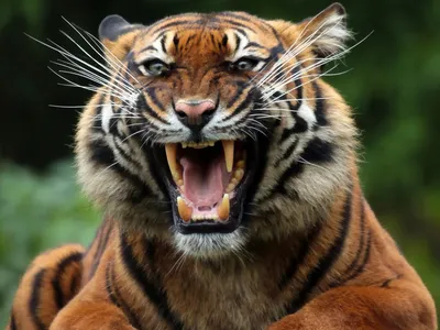 Чиангмай, королевство тигра, челюсти тигра Стоковое Изображение -  изображение насчитывающей взорвать, развилки: 109928385