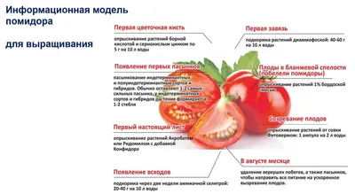 15 лучших сортов томатов для открытого грунта | ivd.ru