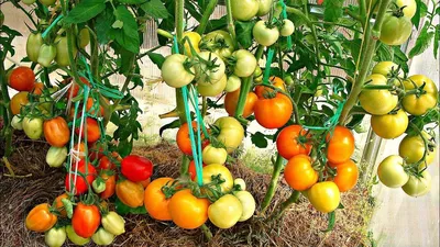 Как пасынковать помидоры: технология, особенности для разных сортов  томатов. Видео