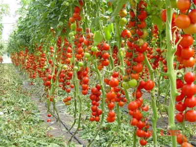 Посадка помидоров по два в лунку, что дает | Огород с помидорами,  Выращивание овощей, Овощные грядки