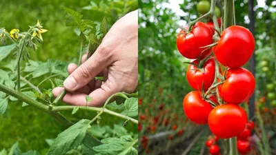 Как правильно пасынковать помидоры в открытой почве - объяснение -  Lifestyle 24