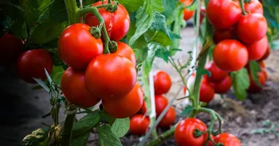 Как я выращиваю помидоры | Пикабу