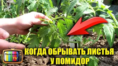 Пасынкование Помидоров В Картинках фотографии