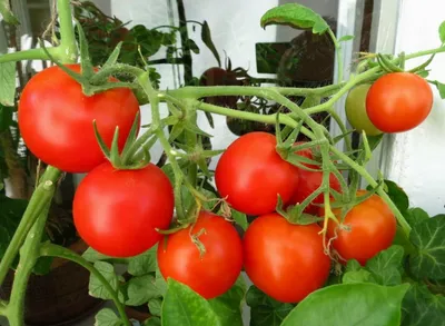 Газета \"Сцяг перамогi\" - Как получить большой урожай томатов