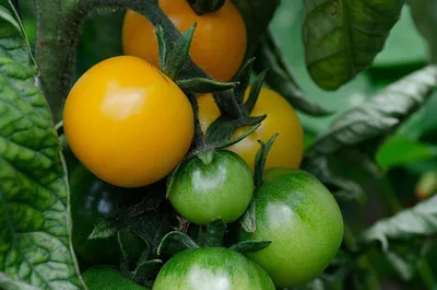 Пасынкование кустов томатов | Огород мечты | Дзен