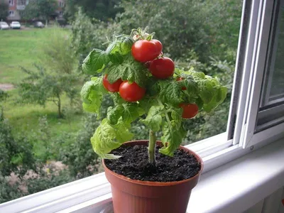 Формирование кустов томатов в теплице: схемы, видео | Домашняя ферма