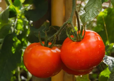 Подвязанные помидоры в теплице (78 фото) - фото - картинки и рисунки:  скачать бесплатно
