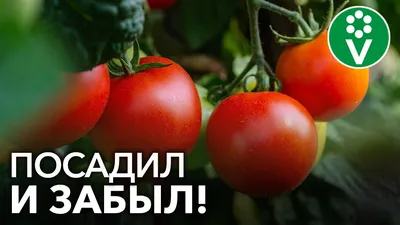 Пасынкование помидор: как правильно это делать в теплице и в открытом грунте